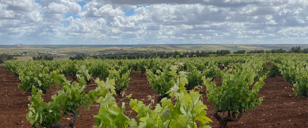 Bodegas_Castuo Wines