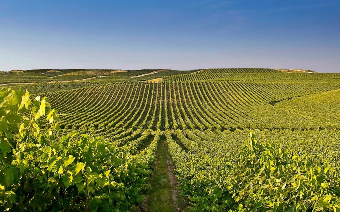 Bodegas Principe de Viana
