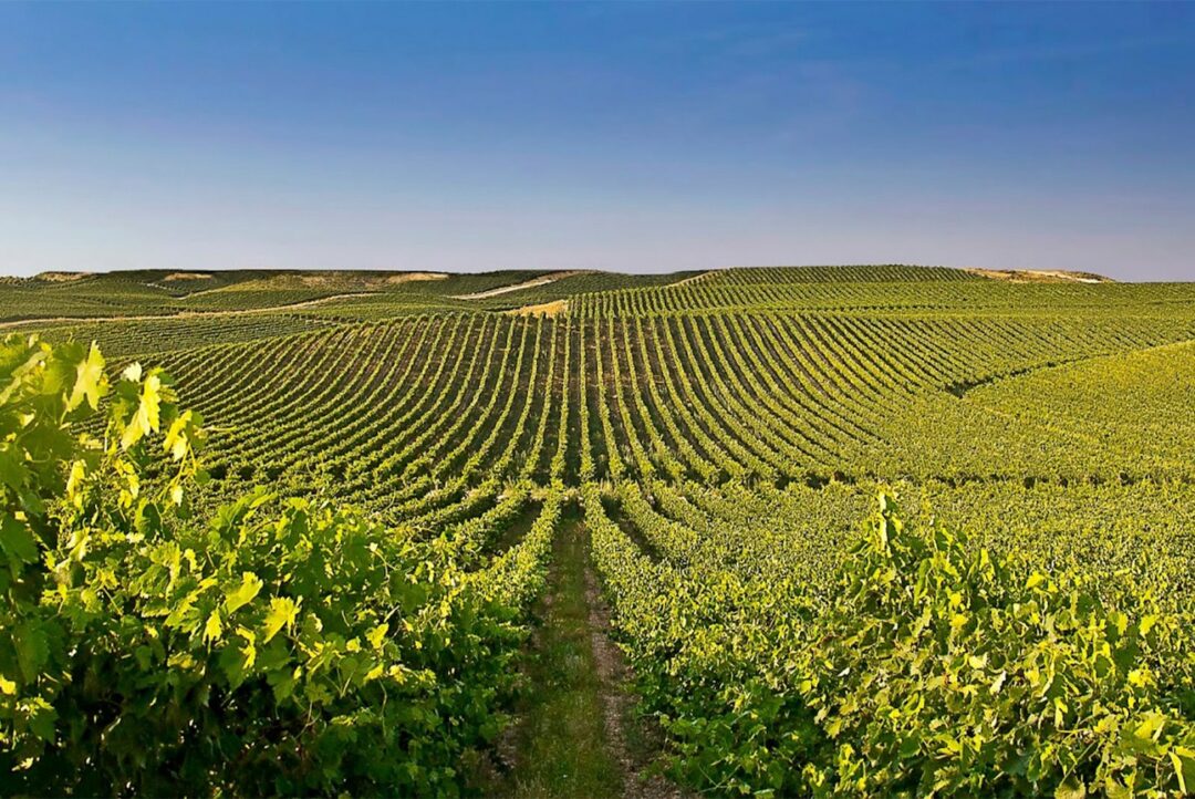 Bodegas Principe de Viana