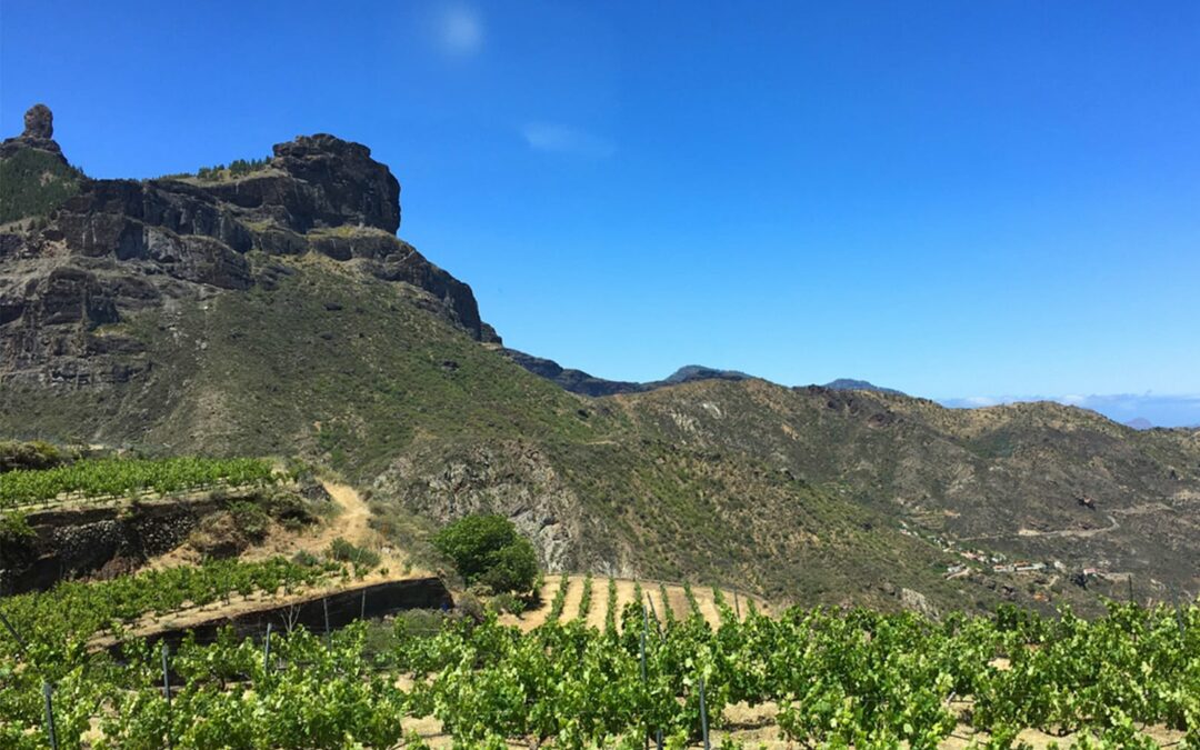 Denominación de Origen Gran Canaria