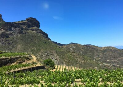 Denominación de Origen Gran Canaria