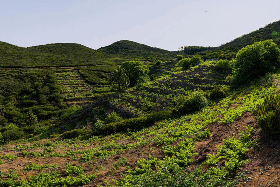 D.O La Gomera | Cesens