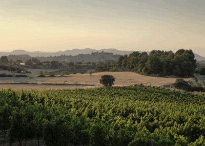 Bodega Tomàs Cusiné