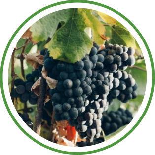 cesens go viñedo_web